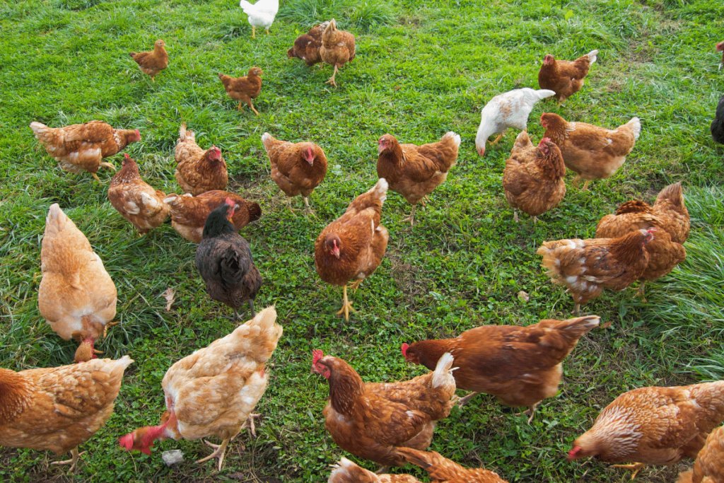 Transforming Poultry Waste into Organic Fertilizer: A Circular Agriculture Solution